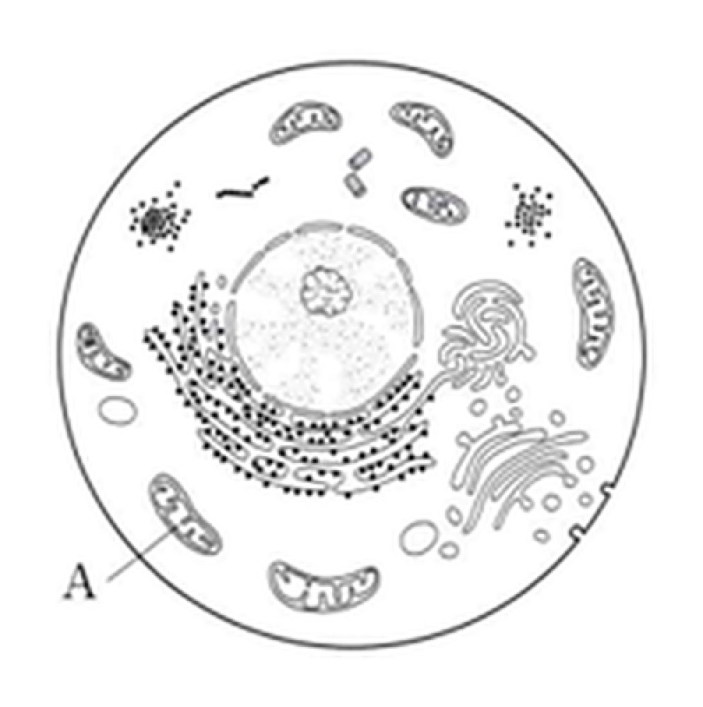 48A005の問題画像
